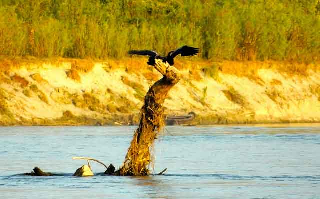 Dibru Saikhowa National Park