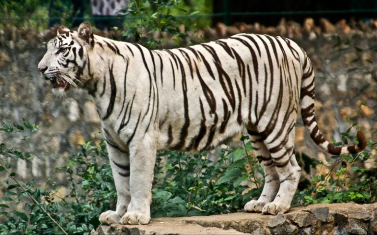 Arignar Anna Zoological Park, Chennai - Entry Fee, Visit Timings ...