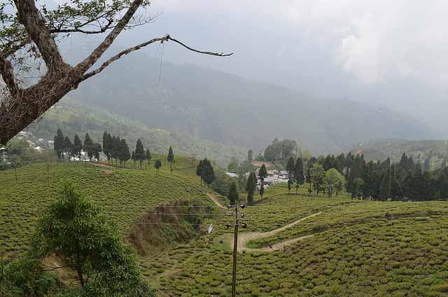 happy-valley-tea-estate